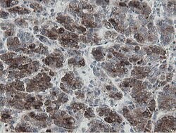 MIPEP Mouse anti-Human, Clone: OTI3F8, lyophilized, TrueMAB 100 &mu;g;