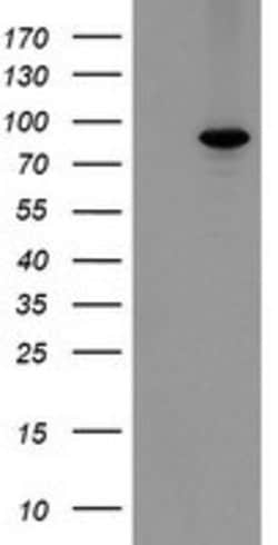 MIPEP Mouse anti-Human, Clone: OTI1D11, lyophilized, TrueMAB 100 &mu;g;