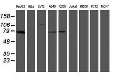 MIPEP Mouse anti-Human, Clone: OTI4F12, lyophilized, TrueMAB 100 &mu;g;