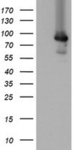 MIPEP Mouse anti-Human, Clone: OTI4C8, lyophilized, TrueMAB 100 &mu;g;