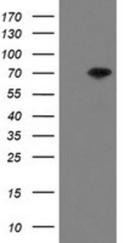 MIPEP Mouse anti-Human, Clone: OTI3F8, lyophilized, TrueMAB 100 &mu;g;