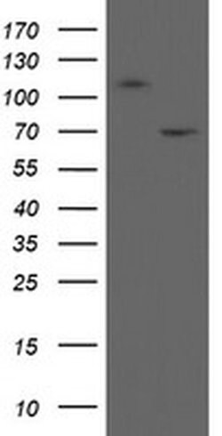 MIPEP Monoclonal Antibody (OTI3G4), TrueMAB , OriGene 100 &mu;L; Unconjugated:Antibodies,