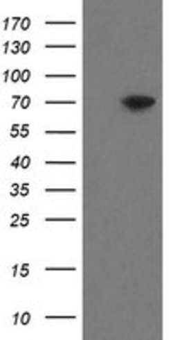 MIPEP Mouse anti-Human, Clone: OTI6F4, lyophilized, TrueMAB 100 &mu;g;