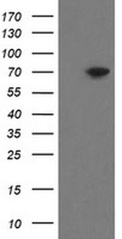 MIPEP Monoclonal Antibody (OTI6F4), TrueMAB , OriGene 100 &mu;L; Unconjugated:Antibodies,