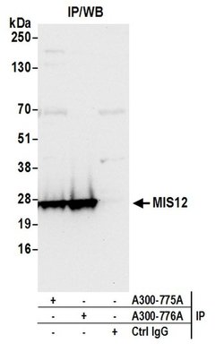MIS12 Rabbit anti-Human, Polyclonal, Bethyl Laboratories 10 &mu;L; Unconjugated:Antibodies,