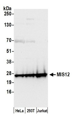 MIS12 Rabbit anti-Human, Polyclonal, Bethyl Laboratories 100 &mu;L; Unconjugated:Antibodies,