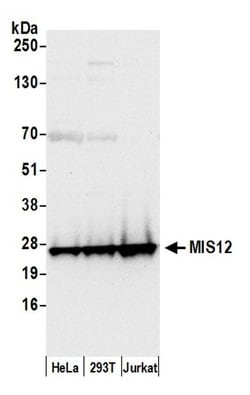 MIS12 Polyclonal Antibody, Bethyl Laboratories 20 &mu;L; Unconjugated:Antibodies,