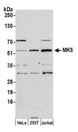 MK5 Polyclonal Antibody, Bethyl Laboratories:Antibodies:Primary Antibodies