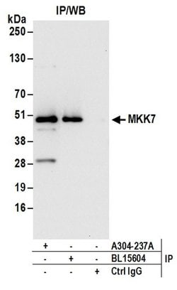 MKK7 Rabbit anti-Human, Mouse, Polyclonal, Bethyl Laboratories 100 &mu;L;