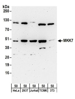 MKK7 Rabbit anti-Human, Mouse, Polyclonal, Bethyl Laboratories 100 &mu;L;