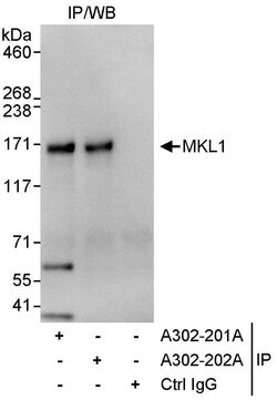 MKL1 Rabbit anti-Human, Polyclonal, Bethyl Laboratories 100 &mu;L; Unconjugated:Antibodies,