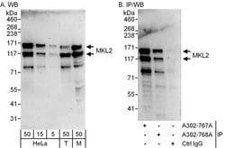 MKL2 Rabbit anti-Human, Mouse, Polyclonal, Bethyl Laboratories 100 &mu;l;