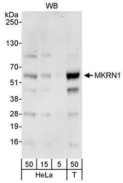 MKRN1 Rabbit anti-Human, Polyclonal, Bethyl Laboratories 100 &mu;L; Unconjugated:Antibodies,