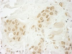 MKRN1 Polyclonal Antibody, Bethyl Laboratories 100 &mu;L; Unconjugated:Antibodies,