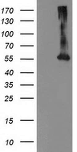 MKRN1 Monoclonal Antibody (OTI1G6), TrueMAB , OriGene:Antibodies:Primary