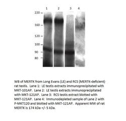 MERTK Rabbit anti-Human, Mouse, Rat, Polyclonal, FabGennix 200 &mu;L; Unconjugated:Antibodies,