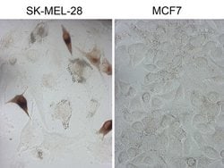 MLANA Monoclonal Antibody (OTI3G1), TrueMAB , OriGene 100 &mu;L; Unconjugated:Antibodies,