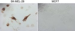 MLANA Monoclonal Antibody (OTI2E7), TrueMAB , OriGene 100 &mu;L; Unconjugated:Antibodies,