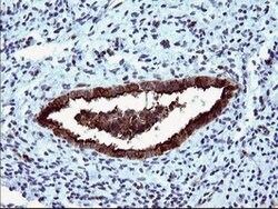 MLANA Monoclonal Antibody (OTI2G2), TrueMAB , OriGene 100 &mu;L; Unconjugated:Antibodies,