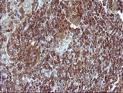 MLANA Monoclonal Antibody (OTI2G2), TrueMAB , OriGene 100 &mu;L; Unconjugated:Antibodies,