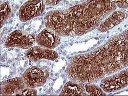 MLANA Monoclonal Antibody (OTI2G2), TrueMAB , OriGene:Antibodies:Primary