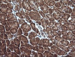 MLANA Mouse anti-Human, Clone: OTI3A2, lyophilized, TrueMAB 100 &mu;g;