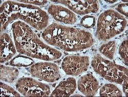 MLANA Monoclonal Antibody (OTI3A2), TrueMAB , OriGene 100 &mu;L; Unconjugated:Antibodies,