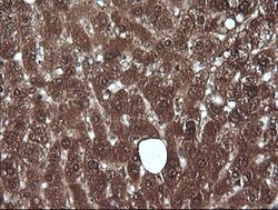 MLANA Mouse anti-Human, Clone: OTI3A2, lyophilized, TrueMAB 100 &mu;g;
