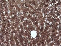 MLANA Monoclonal Antibody (OTI3A2), TrueMAB , OriGene 100 &mu;L; Unconjugated:Antibodies,