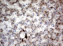 MLANA Mouse anti-Human, Clone: OTI16D9, lyophilized, TrueMAB 100 &mu;g;