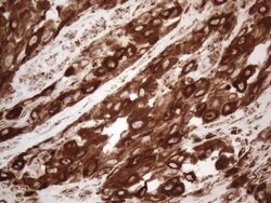 MLANA Monoclonal Antibody (OTI2E7), TrueMAB , OriGene 100 &mu;L; Unconjugated:Antibodies,