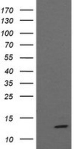 MLANA Mouse anti-Human, Clone: OTI3E2, lyophilized, TrueMAB 100 &mu;g;