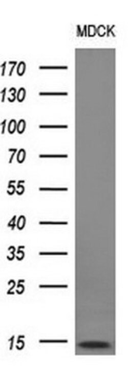 MLANA Mouse anti-Human, Clone: OTI3E2, lyophilized, TrueMAB 100 &mu;g;