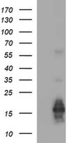 MLANA Monoclonal Antibody (OTI2G2), TrueMAB , OriGene 100 &mu;L; Unconjugated:Antibodies,