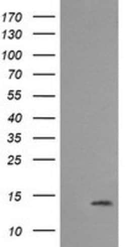 MLANA Mouse anti-Human, Clone: OTI3A2, lyophilized, TrueMAB 100 &mu;g;