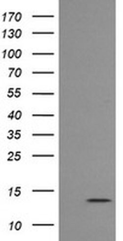 MLANA Monoclonal Antibody (OTI1F12), TrueMAB , OriGene:Antibodies:Primary