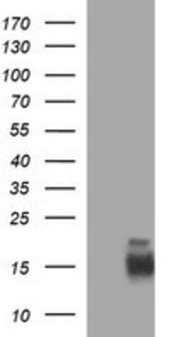 MLANA Mouse anti-Human, Clone: OTI4D6, lyophilized, TrueMAB 100 &mu;g;
