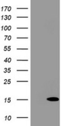 MLANA Mouse anti-Human, Clone: OTI16D9, lyophilized, TrueMAB 100 &mu;g;
