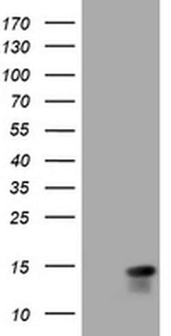 MLANA Monoclonal Antibody (OTI3G1), TrueMAB , OriGene 100 &mu;L; Unconjugated:Antibodies,