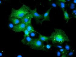 MLF1 Monoclonal Antibody (OTI1G4), TrueMAB , OriGene 100 &mu;L; Unconjugated:Antibodies,