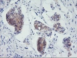 MLF1 Monoclonal Antibody (OTI1B9), TrueMAB , OriGene 100 &mu;L; Unconjugated:Antibodies,