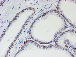 MLF1 Mouse anti-Human, Clone: OTI1B9, lyophilized, TrueMAB 100 &mu;g; Unconjugated:Antibodies,