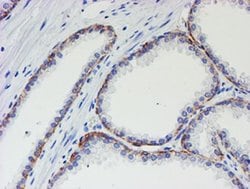 MLF1 Monoclonal Antibody (OTI1B9), TrueMAB , OriGene 100 &mu;L; Unconjugated:Antibodies,