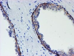 MLF1 Mouse anti-Human, Clone: OTI1B9, lyophilized, TrueMAB 100 &mu;g; Unconjugated:Antibodies,