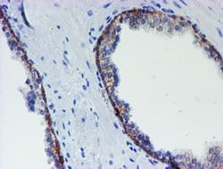 MLF1 Monoclonal Antibody (OTI1B9), TrueMAB , OriGene 100 &mu;L; Unconjugated:Antibodies,