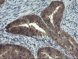 MLF1 Monoclonal Antibody (OTI2D6), TrueMAB , OriGene 30 &mu;L; Unconjugated:Antibodies,