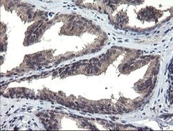 MLF1 Monoclonal Antibody (OTI2D6), TrueMAB , OriGene 30 &mu;L; Unconjugated:Antibodies,