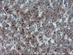 MLF1 Mouse anti-Human, Clone: OTI3F11, lyophilized, TrueMAB 100 &mu;g;