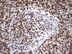 MLF1 Mouse anti-Human, Clone: UMAB138, lyophilized, UltraMAB 100 &mu;g;