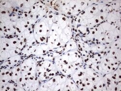 MLF1 Mouse anti-Human, Clone: UMAB138, lyophilized, UltraMAB 100 &mu;g;